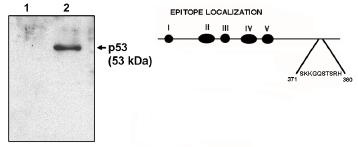 "
Western blot analysis  using p53 cln HR231 antibody at 1 µg/ml on native H1299 cells (1) and H1299 cells transfected with human p53.  Also shown is a graphic representation of the epitope location."